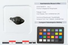 Foto (Objekt + Etikett) von Amomum sheppeynse Ettingshausen (NHMW-GEO-2024-0188-9074)